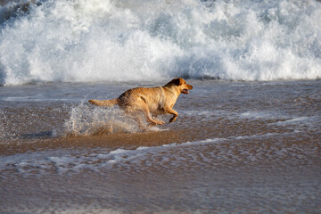 Energetic golden Labrador retriever joyfully running through ocean surf on a sunny beach, capturing the spirit of summer, freedom, and playful pet adventures in a natural outdoor setting.
