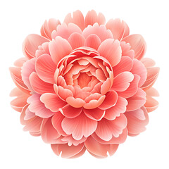 A delicate pink peony flower with layered petals is isolated on transparent background