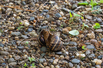 Close-up two snails are seen interacting on bed of small stones and pebbles, surrounded by bits of greenery and twigs in a natural outdoor setting.