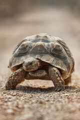 Fototapeta premium Detailed image of a tortoise slowly crossing a sandy path