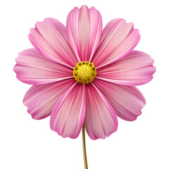 A single pink cosmos flower with a yellow center isolated on transparent background