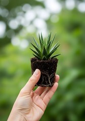 Hand Holding Small Aloe Vera Plant with Soil Green Natural Background Close Up Gardening Concept