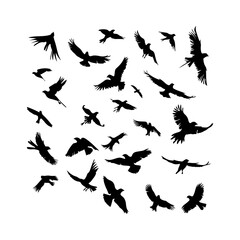 Obraz premium Flock Flying Birds Black Set Clipart White Background