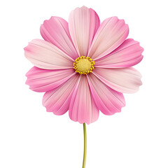 A delicate pink cosmos flower with a yellow center is isolated on transparent background