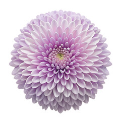 A round purple chrysanthemum flower with many petals is isolated on transparent background