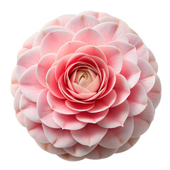A beautiful pink camellia flower with layered petals is isolated on transparent background