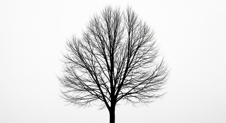 Silhouette of a leafless tree stands tall against a bright, winter sky, a stark and beautiful contrast.