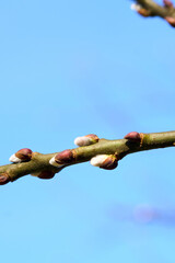 Seasonal allergy caused by airborne pollen