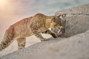 Wild cat carrying a fish on sandy ground