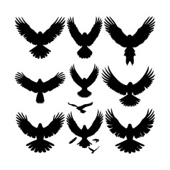 Obraz premium Hawk Bird Black Silhouettes Set Clipart White Background