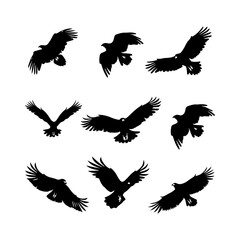 Fototapeta premium Hawk Bird Flying Silhouettes Set Clipart White Background