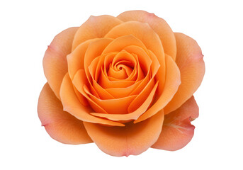A single, fully bloomed orange rose with delicate petals is isolated on transparent background, showcasing its vibrant color and elegant form