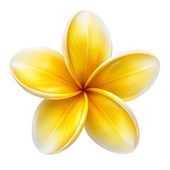 A single yellow plumeria flower is isolated on transparent background