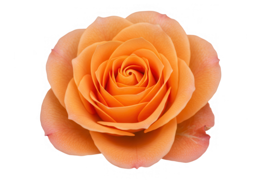 A single, fully bloomed orange rose with delicate petals is isolated on transparent background, showcasing its vibrant color and elegant form