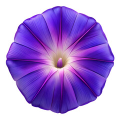 A stunning purple morning glory flower, isolated on transparent background, with its petals creating a captivating pattern