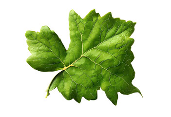 vine leaf isolated on transparent background