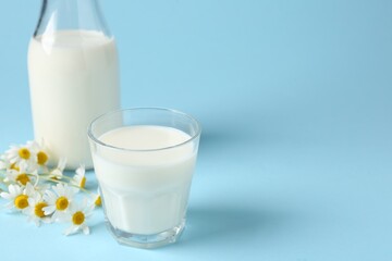 Fresh milk in bottle, glass and chamomile flowers on light blue background, closeup with space for text. Dairy products