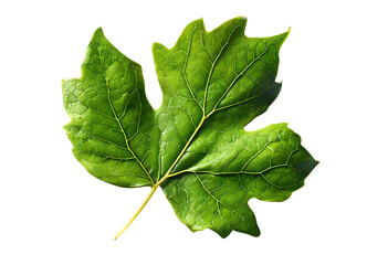 vine leaf isolated on transparent background