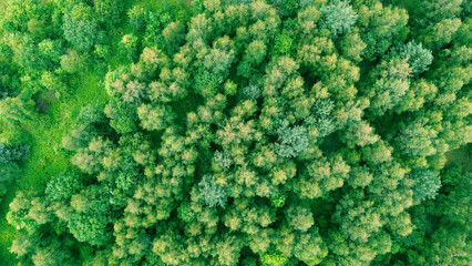 Green forest from above