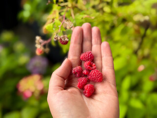 Freshly picked red raspberries berries in white female hand close up in balcony terrace garden...
