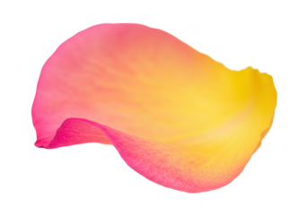 A single rose petal, transitioning from deep pink to bright yellow, is isolated on transparent background, exhibiting a vibrant color gradient