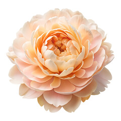 A delicate peachcolored flower with layered petals is isolated on transparent background