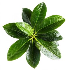 Vibrant Green Plant Leaves Dew Drops Top View