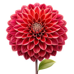 A vibrant red dahlia flower with layered petals and a green leaf is isolated on transparent background