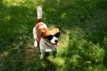 Happy Jack Russell Terrier wearing black sunglasses standing on green grass in a sunny park