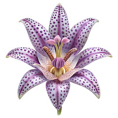 A striking purple lily flower with spotted petals, isolated on transparent background, showcases intricate details