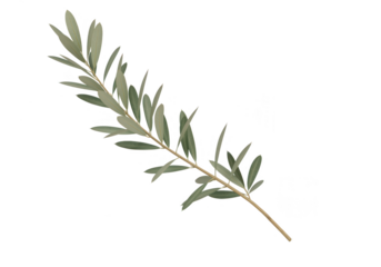 A green olive branch with leaves is isolated on transparent background