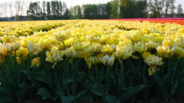 Colorful Tulip Fields in the Netherlands
