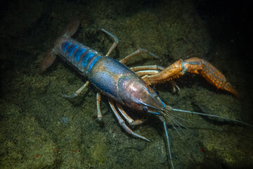 Unusual color morph of red swamp crayfish (Procambarus clarkii) with striking blue and orange hues. Photographed underwater on a muddy bottom