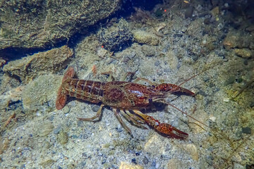 Juvenile red swamp crayfish (Procambarus clarkii) on sandy and stony bottom. Subtle coloration with visible speckling and developing claws. Underwater macro