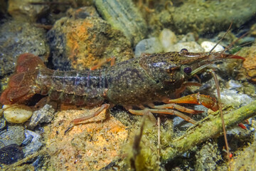Juvenile red swamp crayfish (Procambarus clarkii) on sandy and stony bottom. Subtle coloration with visible speckling and developing claws. Underwater macro