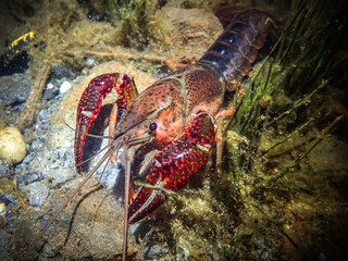 Red swamp crayfish (Procambarus clarkii) in its natural underwater habitat. Close-up view of its vibrant claws and detailed exoskeleton on rocky or vegetated substrate