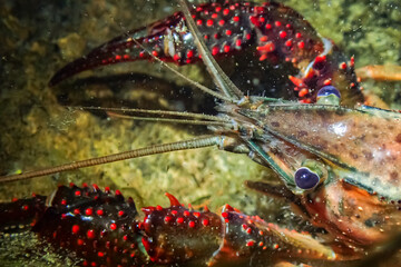 Red swamp crayfish (Procambarus clarkii) in its natural underwater habitat. Close-up view of its vibrant claws and detailed exoskeleton on rocky or vegetated substrate