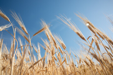 Tall golden wheat sways gently in the breeze beneath a clear blue sky, capturing the essence of a serene and abundant harvest season