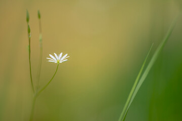 Lesser Stitchwort (Stellaria graminea) displays delicate white petals on a slender stem,...