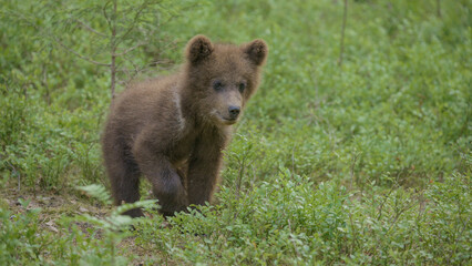 Curious bear cub stands in a vibrant green meadow, peering intently into the brush. Its ears are perked, showing its alertness to possible dangers nearby
