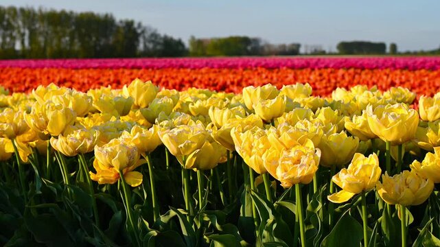 Colorful Tulip Fields in the Netherlands