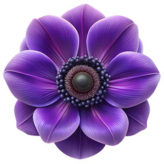 A vibrant purple anemone flower with a dark center is isolated on transparent background