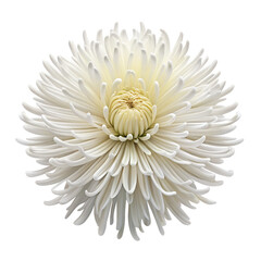 A delicate white chrysanthemum flower with many petals is isolated on transparent background