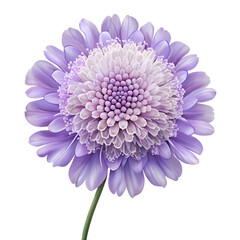 A beautiful purple gerbera flower with a light center is isolated on transparent background