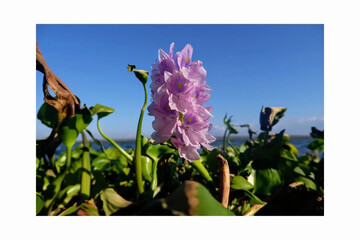Glow in the dark glass vase
A frosted glass vase with white light shining from inside, containing small white flowers (like daisies), on a solid black background.