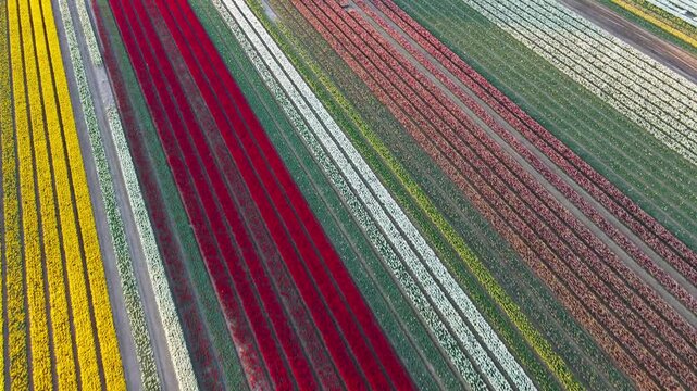 Aerial view of tulip fields in the Netherlands