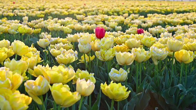 Colorful Tulip Fields in the Netherlands