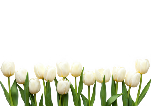A row of pristine white tulips creates a delicate border against a pure white background, isolated on transparent background