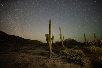Tall cacti stand under a vast, starry night sky in a serene desert setting, with distant mountains adding depth to the tranquil scene