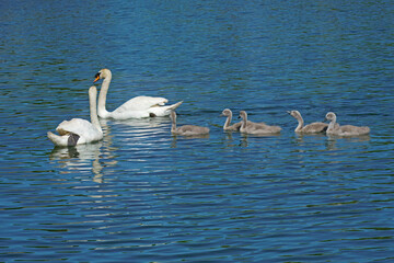 five chicks of royal swan in water with their parents